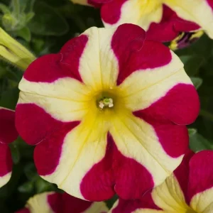 4 Queen of Hearts Petunia Live Plants - Pink Yellow Bicolor Trailing Flowers, 3-6