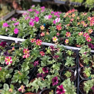 4 Queen of Hearts Petunia Live Plants - Pink Yellow Bicolor Trailing Flowers, 3-6