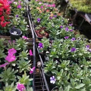 4 Queen of Hearts Petunia Live Plants - Pink Yellow Bicolor Trailing Flowers, 3-6