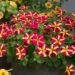 4 Queen of Hearts Petunia Live Plants - Pink Yellow Bicolor Trailing Flowers, 3-6" Tall Starter Plants - Image 1