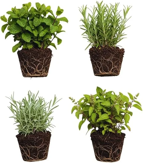 4 Random Live Herb Plants Collection - Well Rooted, Assorted Varieties - Image 1