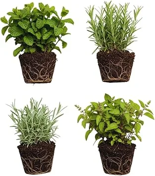 4 Random Live Herb Plants Collection - Well Rooted, Assorted Varieties - Image 4