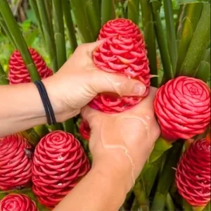 4 Shampoo Ginger Roots – Fresh Awapuhi Zerumbet Rhizomes – Live Bare Root Plant – Outdoor - Image 7