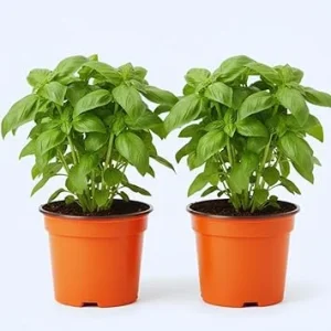 4 Sweet Basil Live Plants, Herb Plant, 4-6 Inches Tall, Indoor/Outdoor - Image 1