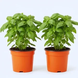 4 Sweet Basil Live Plants, Herb Plant, 4-6 Inches Tall, Indoor/Outdoor - Image 4