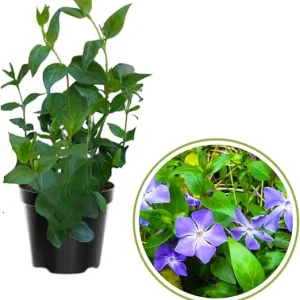 4 Vinca Minor Live Plants - Ground Cover - 4 Inch Pot - Purple Flowers - Image 2