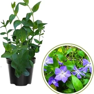 4 Vinca Minor Live Plants - Ground Cover - 4 Inch Pot - Purple Flowers - Image 3