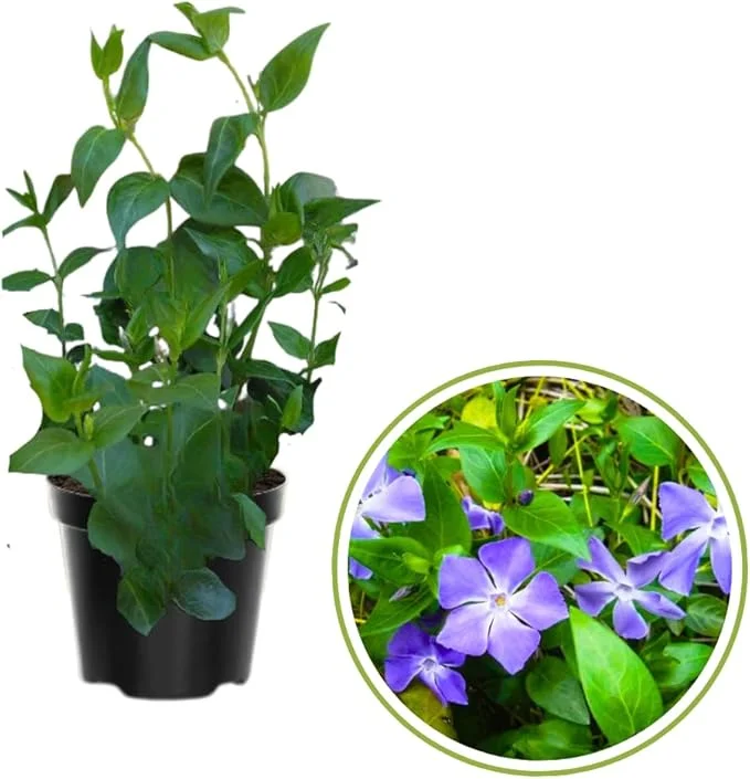 4 Vinca Minor Live Plants - Ground Cover - 4 Inch Pot - Purple Flowers - Image 4
