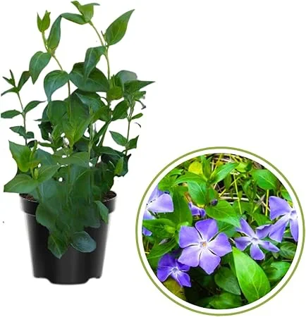 4 Vinca Minor Live Plants - Ground Cover - 4 Inch Pot - Purple Flowers - Image 5
