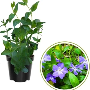 4 Vinca Minor Live Plants - Ground Cover - 4 Inch Pot - Purple Flowers - Image 7