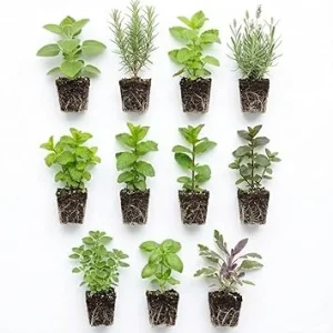 5 Assorted Herb Live Plants Mix, 4-8