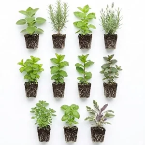 5 Assorted Herb Live Plants Mix, 4-8