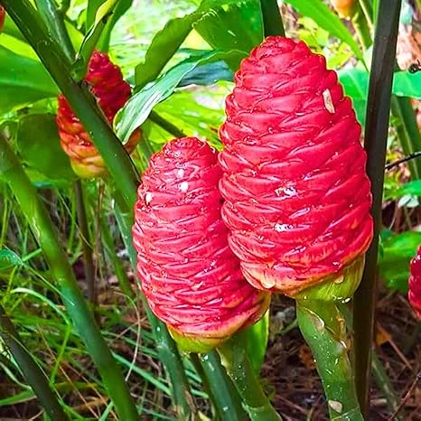 5 Awapuhi Shampoo Ginger Rhizomes - Live Zingiber Zerumbet Roots for Planting - Image 3