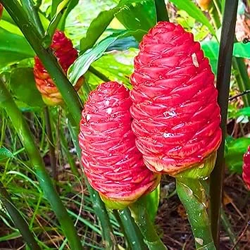 5 Awapuhi Shampoo Ginger Rhizomes - Live Zingiber Zerumbet Roots for Planting - Image 6