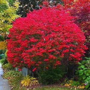 5 Burning Bush Shrub Bare Roots, Dormant, 6-12