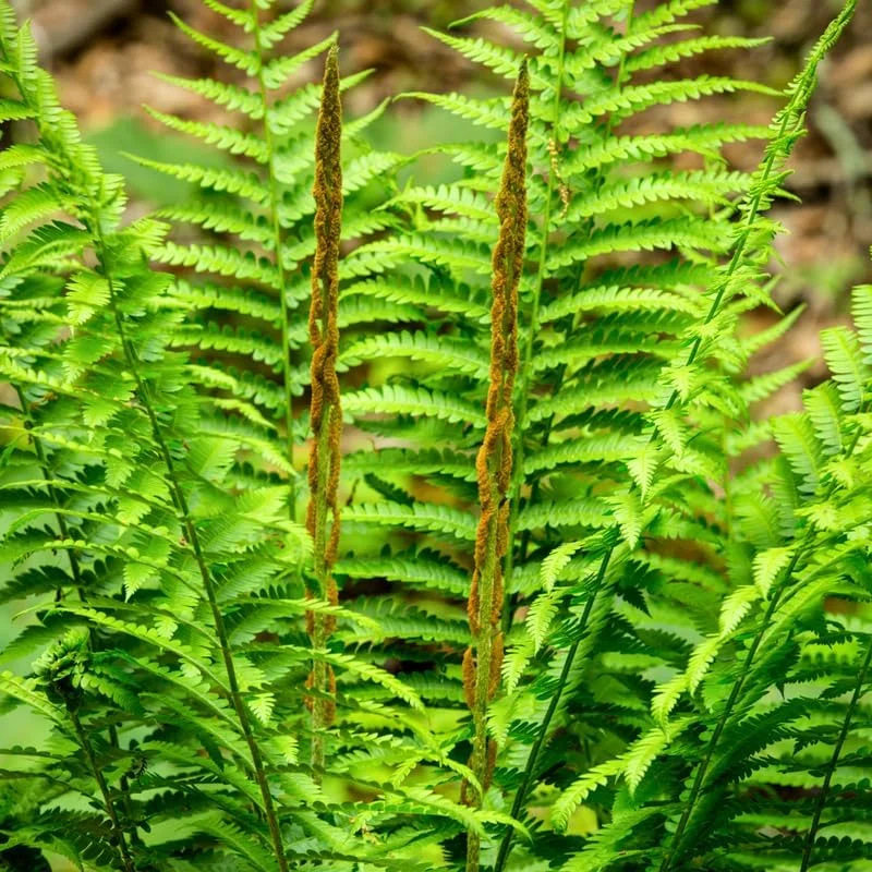 5 Cinnamon Fern Bare Roots Live Plants - Outdoor & Indoor Ferns - Image 2