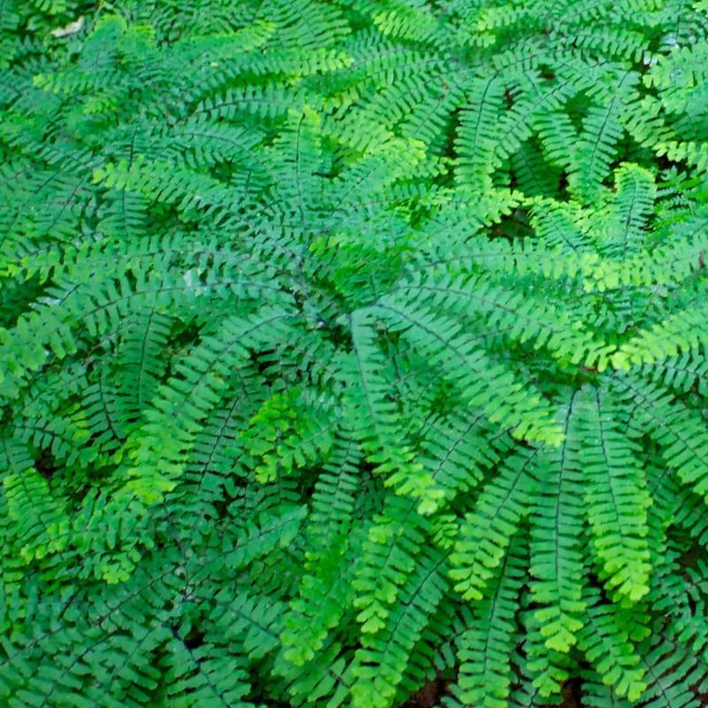 5 Cinnamon Fern Bare Roots Live Plants - Outdoor & Indoor Ferns - Image 5