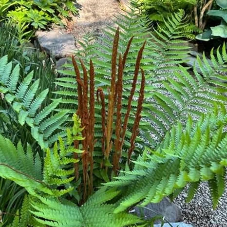 5 Cinnamon Fern Rhizomes – Live Ferns for Outdoor & Indoor Gardening, 3-5 Inch Tall - Image 4