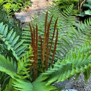 5 Cinnamon Fern Rhizomes – Live Ferns for Outdoor & Indoor Gardening, 3-5 Inch Tall - Image 1