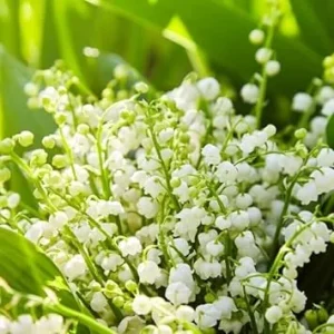 5 Fragrant Lily of the Valley Bare Root Plants - Easy Grow May Lilies, Cold Hardy - Image 5