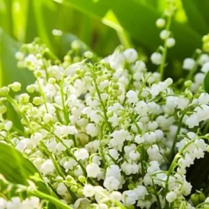 5 Fragrant Lily of the Valley Bare Root Plants - Easy Grow May Lilies, Cold Hardy - Image 6