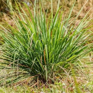 5 Lemongrass Live Plants - Well Rooted Herb Stalks, 5-8" Tall, Outdoor Perennial - Image 2