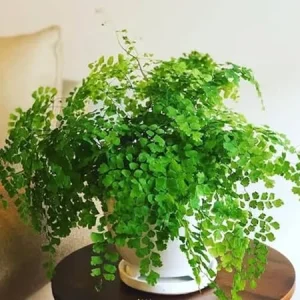 5 Maidenhair Fern Rhizomes - Live Roots for Indoor & Outdoor Gardens - Image 5