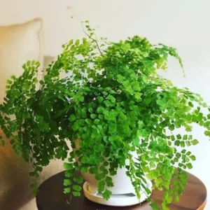 5 Maidenhair Fern Rhizomes - Live Roots for Indoor & Outdoor Gardens - Image 7