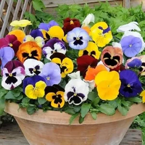5 Mix Colorful Pansies Live Plants, 4 Inch Pot, Outdoor Flowers - Image 2