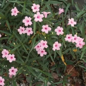 5 Pink Mexican Petunia Live Plants – Perennial Garden Flower – Easy Grow - Image 1