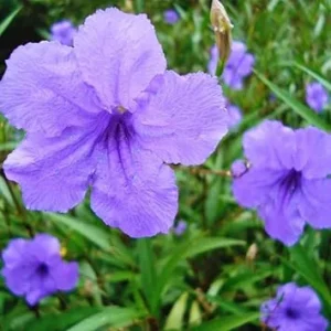 5 Purple Mexican Petunia Live Plants, Well Rooted, 7-8 Inch Tall Shrub - Image 7