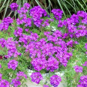 5 Purple Verbena Live Plants 4-8” Tall, Perennial Flowering Garden Plant - Image 2