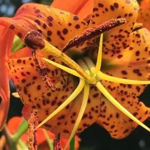5 Turk Cap Lily Bulbs - Orange Flower, Summer Planting, Zones 5-8 - Image 5