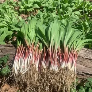 5 Wild Ramp Bulbs for Planting - Perennial Edible Allium - Image 7