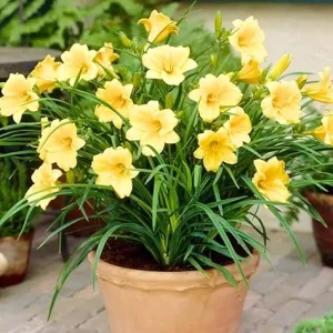 5 Yellow Daylily Bulbs – Reblooming Perennial Flowers – Outdoor - Image 6