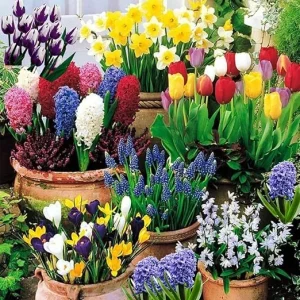 50 Mixed Flower Bulbs for Fall Planting – Vibrant Early Spring Blooms - Image 5