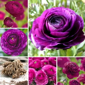 50 Mixed Ranunculus Flower Bulbs for Planting - Spring Blooming - Image 3