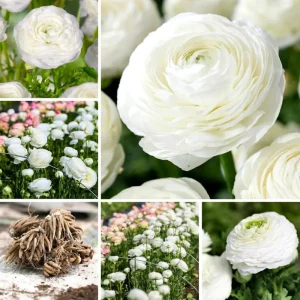 50 Mixed Ranunculus Flower Bulbs for Planting - Spring Blooming - Image 6