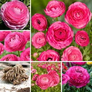 50 Mixed Ranunculus Flower Bulbs for Planting - Spring Blooming - Image 8