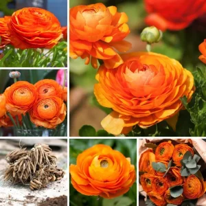 50 Mixed Ranunculus Flower Bulbs for Planting - Spring Blooming - Image 1