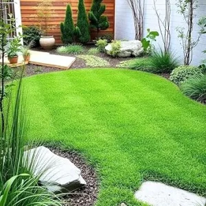 5000 Zoysia Grass Seeds for Lawn - Low-Maintenance Outdoor Green Grass - Image 7