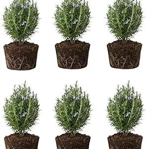6 Blue Rosemary Live Plants, 4-7'' Tall Starter Herb for Outdoor Growing - Image 7