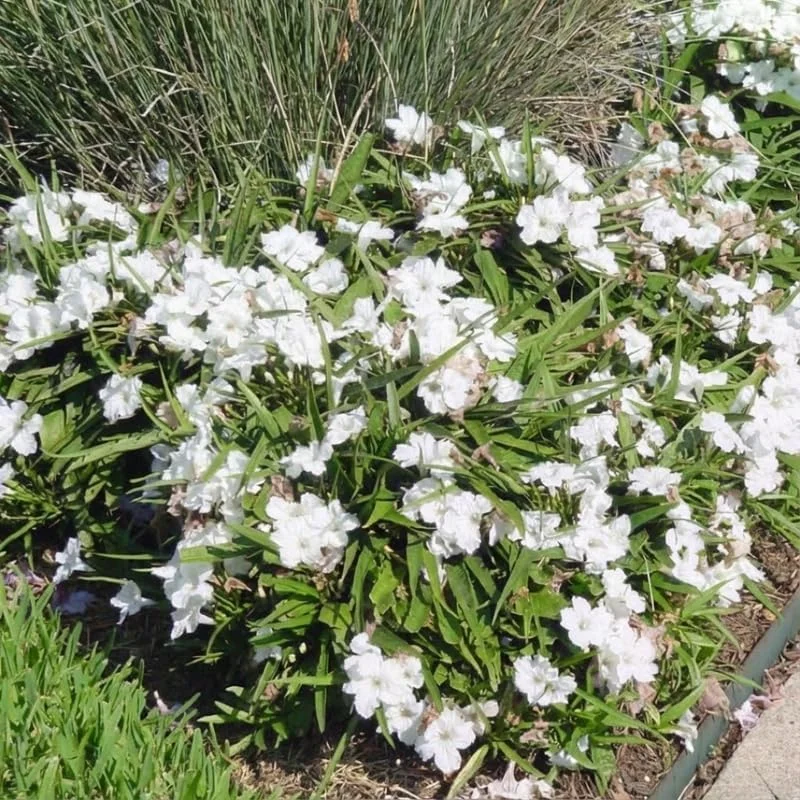 6 Brazilian Red Mexican Petunia Live Plants – Perennial Outdoor, Starter 4-6" Tall - Image 2