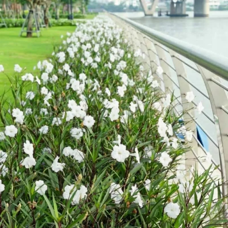 6 Brazilian Red Mexican Petunia Live Plants – Perennial Outdoor, Starter 4-6" Tall - Image 4