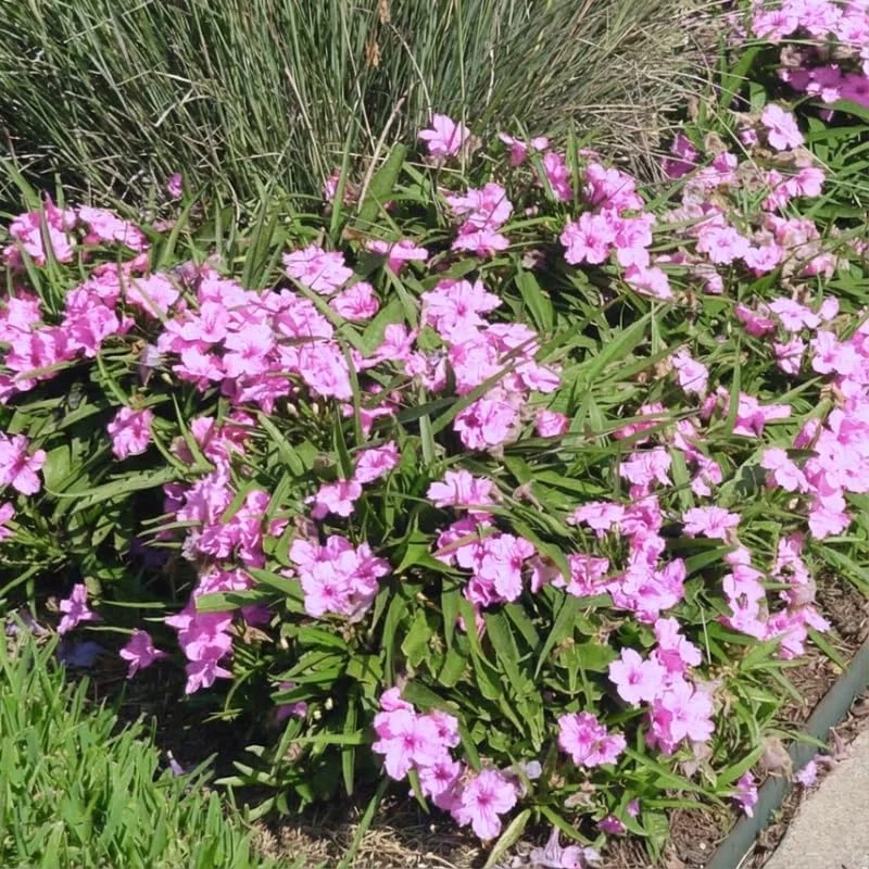 6 Brazilian Red Mexican Petunia Live Plants – Perennial Outdoor, Starter 4-6" Tall - Image 5