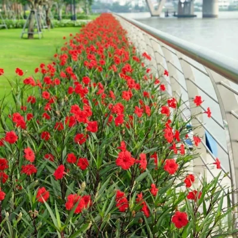 6 Brazilian Red Mexican Petunia Live Plants – Perennial Outdoor, Starter 4-6" Tall - Image 6