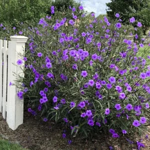 6 Brazilian Red Mexican Petunia Live Plants – Perennial Outdoor, Starter 4-6