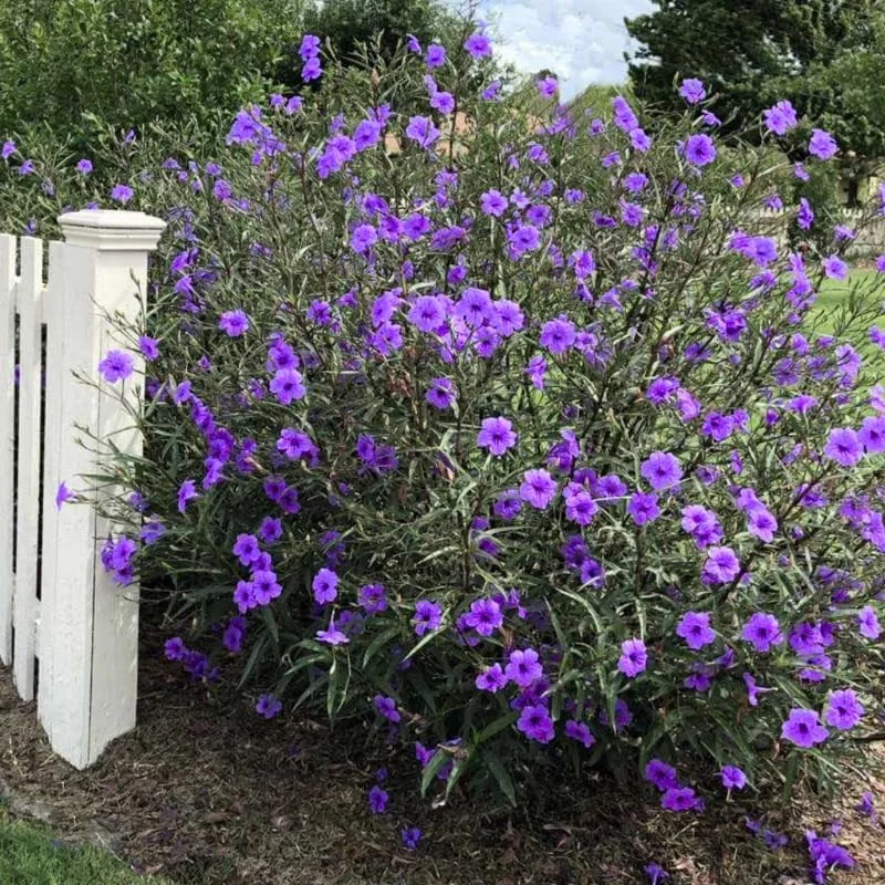 6 Brazilian Red Mexican Petunia Live Plants – Perennial Outdoor, Starter 4-6" Tall - Image 7