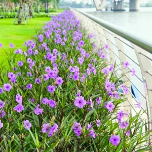 6 Brazilian Red Mexican Petunia Live Plants – Perennial Outdoor, Starter 4-6" Tall - Image 1