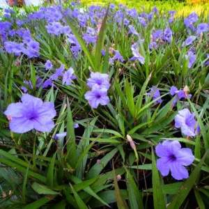 6 Dwarf Blue Mexican Petunia Plants Live, 4-7 Inches, Hardy Perennial Flowers Outdoor - Image 3